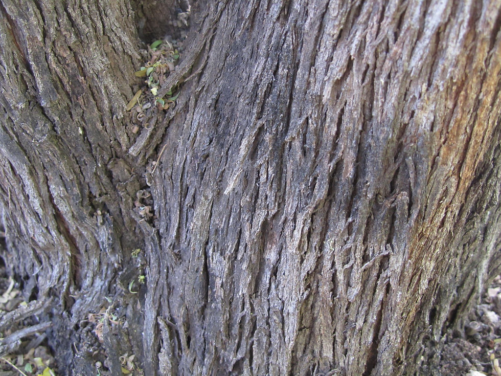 Condalia globosa var. pubescens