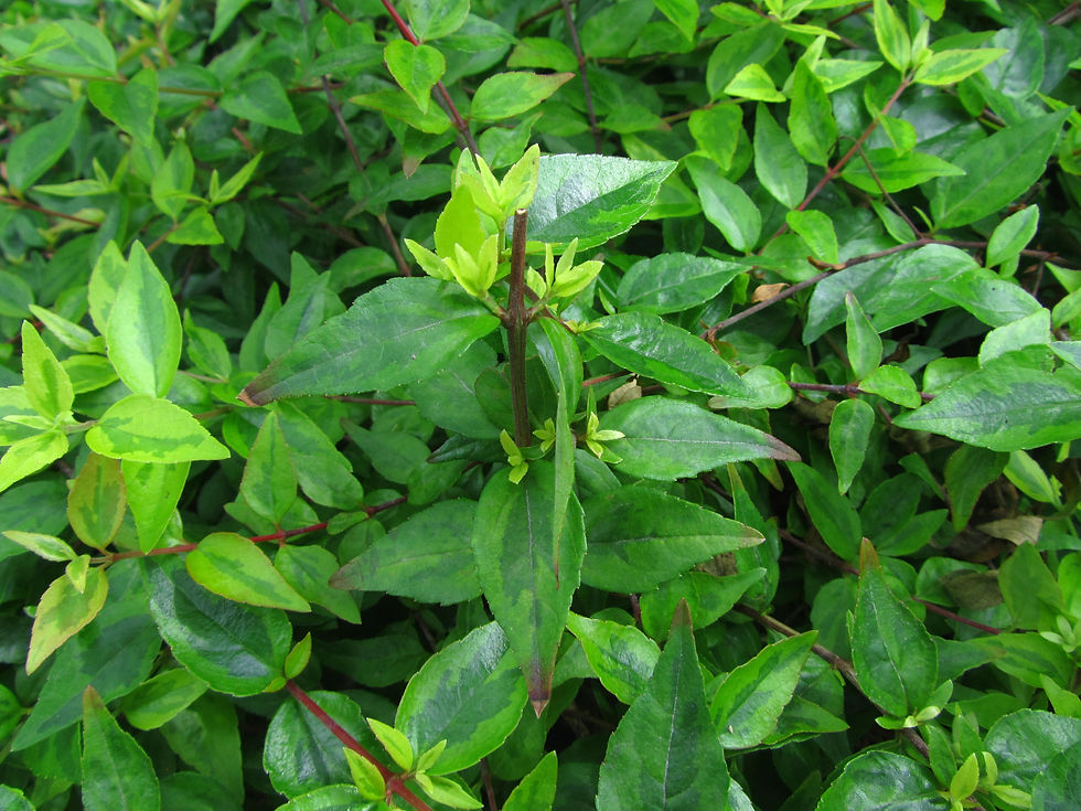 Abelia x grandiflora 'Kaleidoscope'