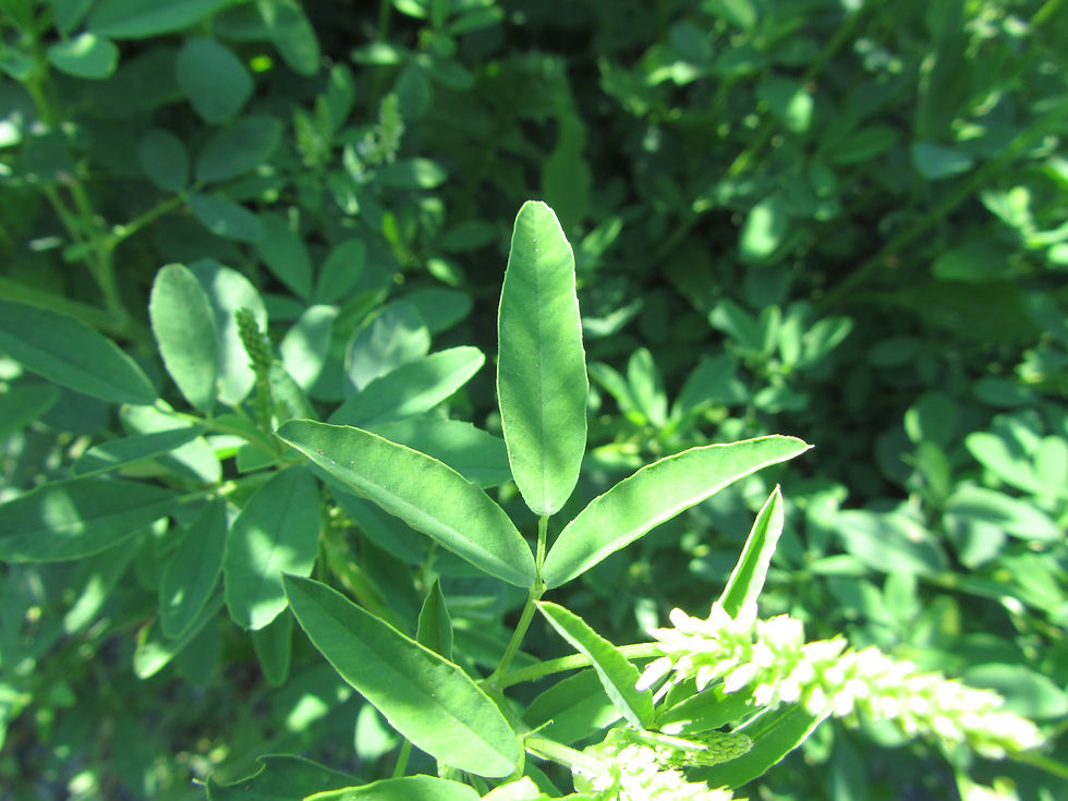 Melilotus albus