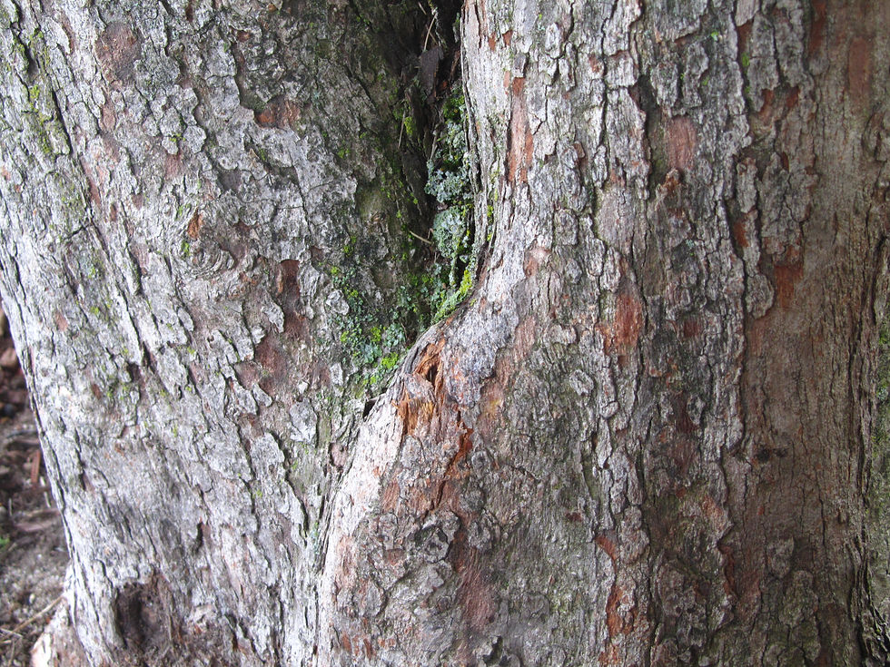 Crataegus phaenopyrum