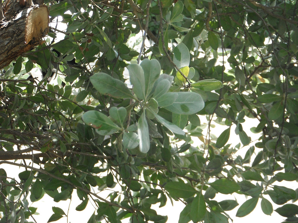 Conocarpus erectus 'Sericeus'
