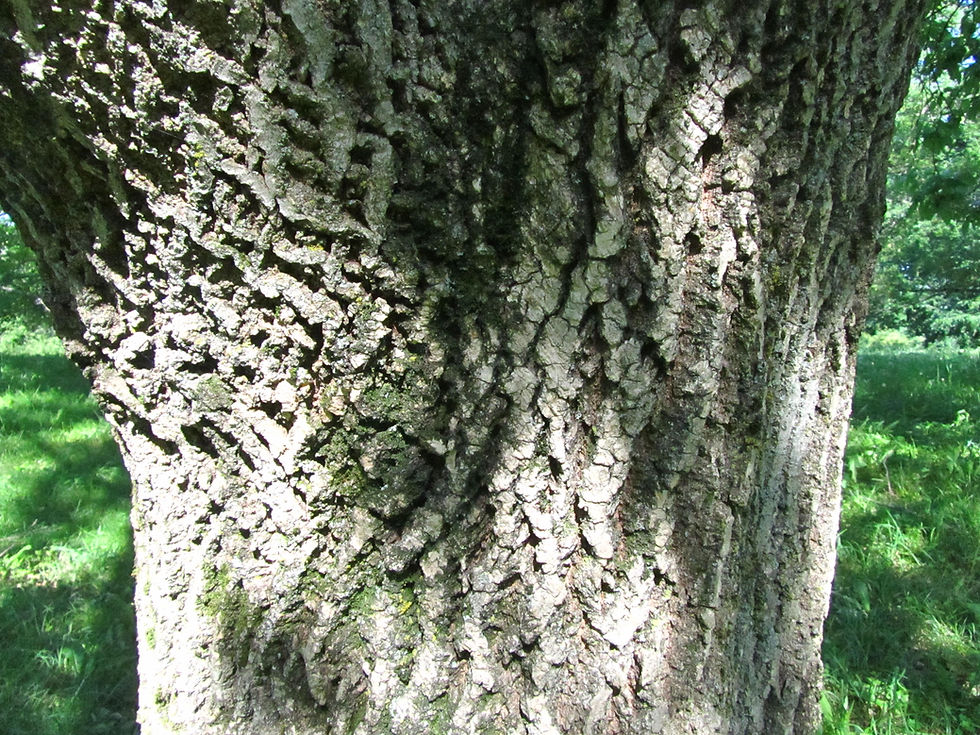 Fraxinus americana