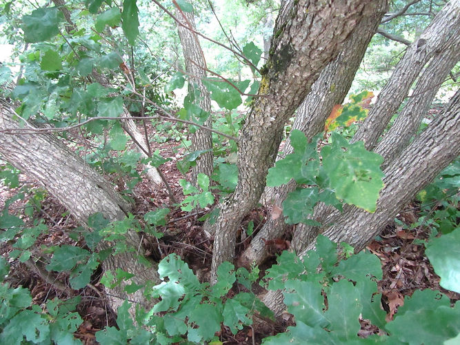 IMG_2203 (Populus tremuloides).jpg