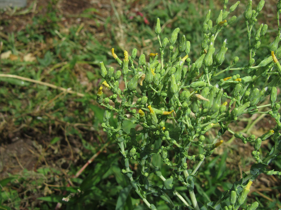Lactuca sativa