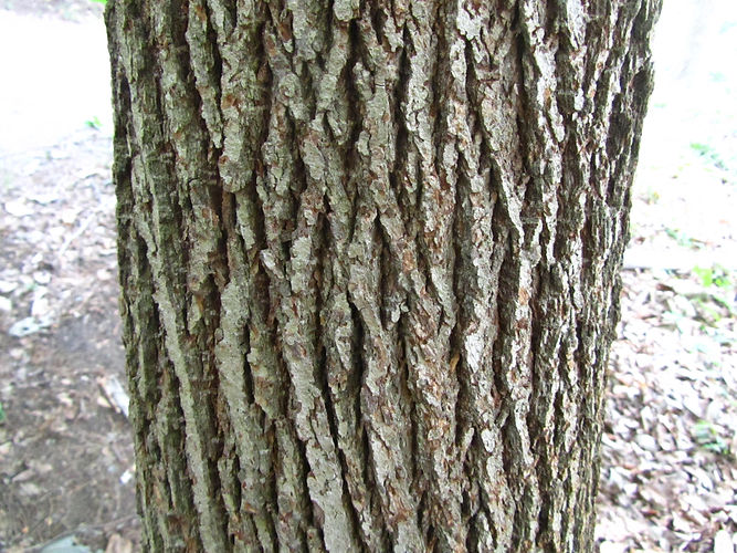 IMG_2203 (Populus tremuloides).jpg