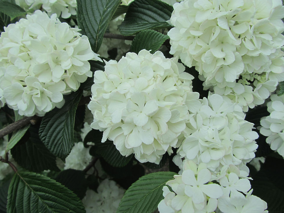 Viburnum plicatum