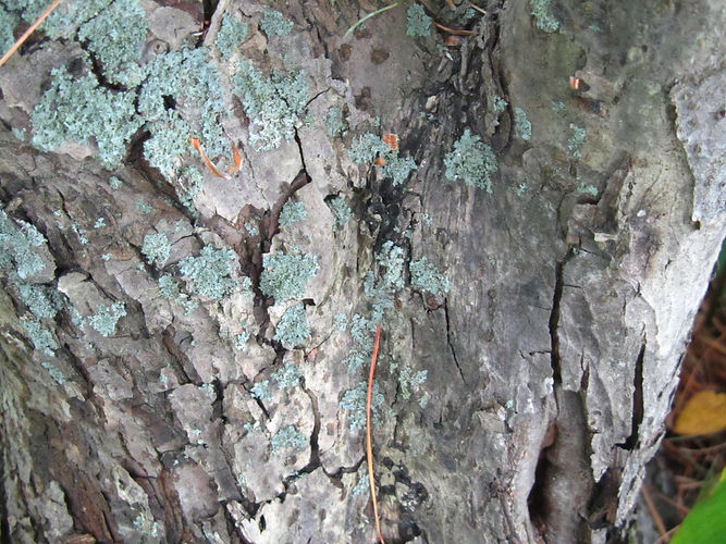 IMG_2203 (Populus tremuloides).jpg