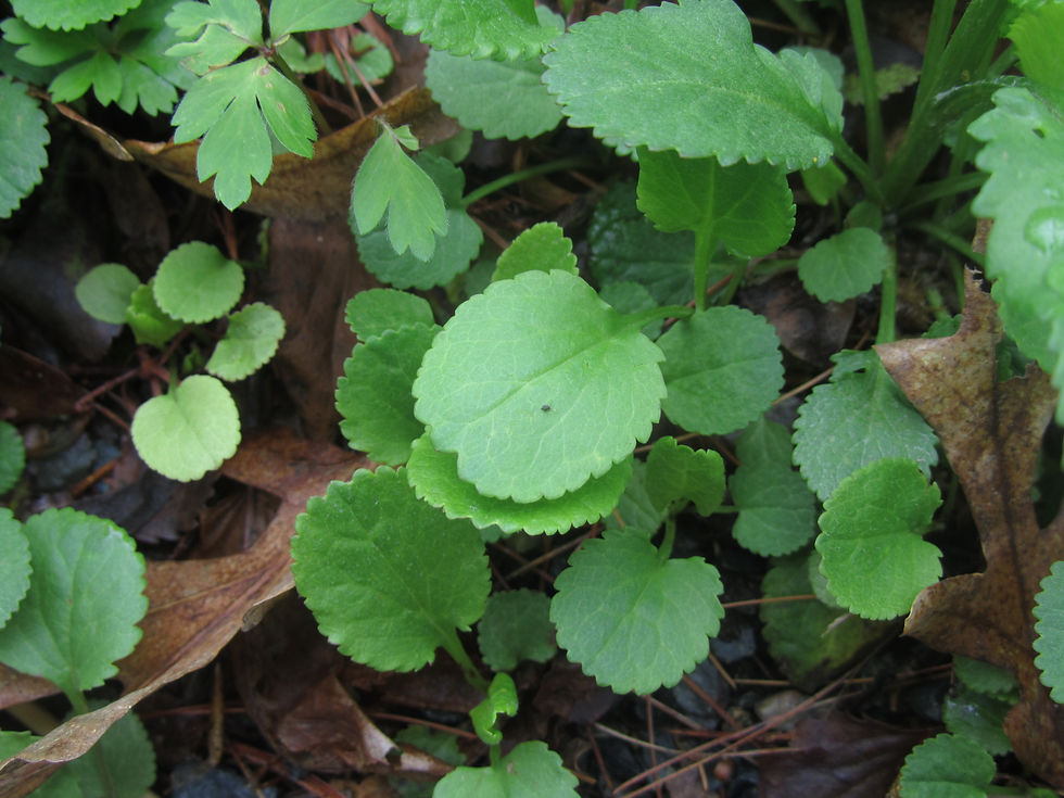 Packera obovata