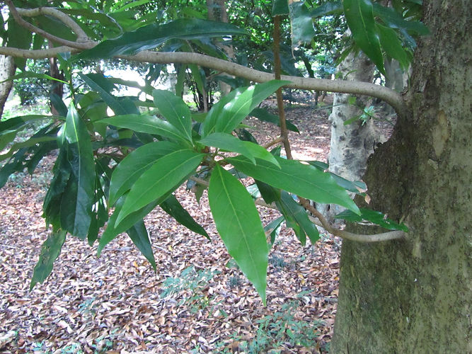 IMG_2203 (Populus tremuloides).jpg
