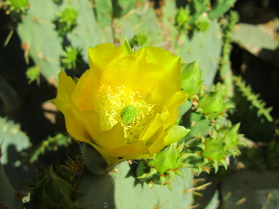 Opuntia polyacantha var. erinacea