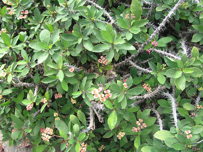 IMG_2203 (Populus tremuloides).jpg