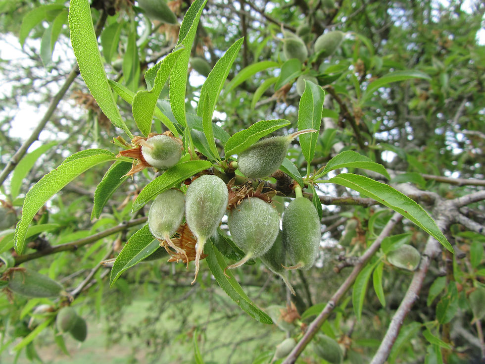 Prunus amygdalus