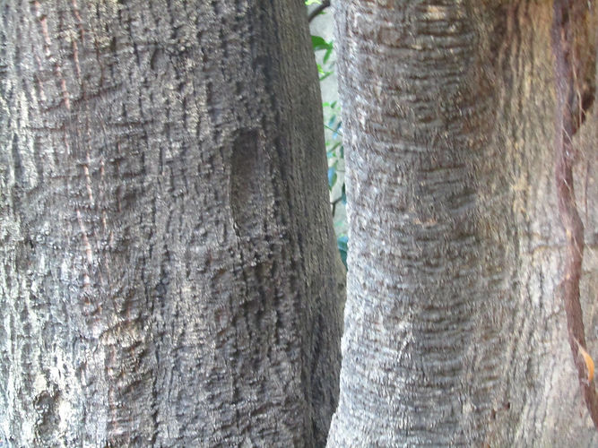 IMG_2203 (Populus tremuloides).jpg