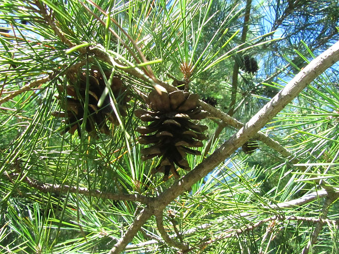 IMG_2203 (Populus tremuloides).jpg