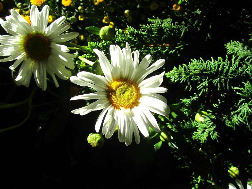 Leucanthemum x superbum 'Becky'