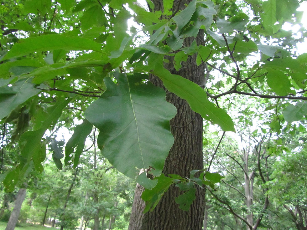Quercus x runcinata