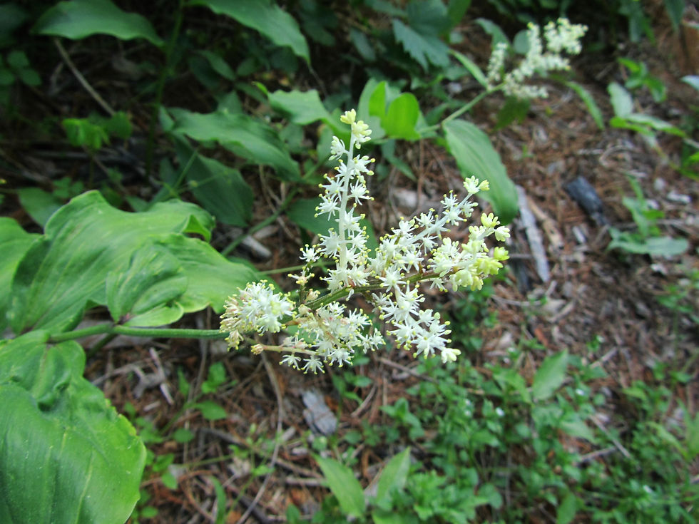 Maianthemum racemosum