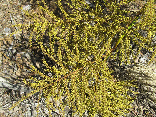 IMG_2203 (Populus tremuloides).jpg