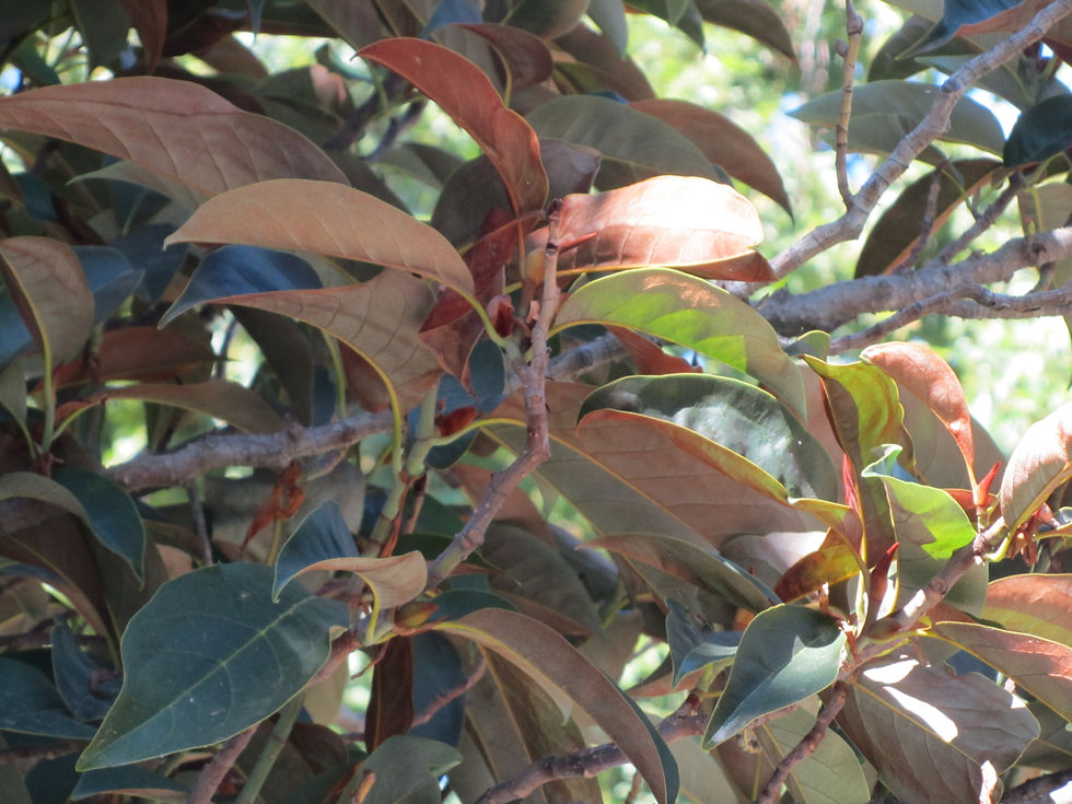 Magnolia doltsopa