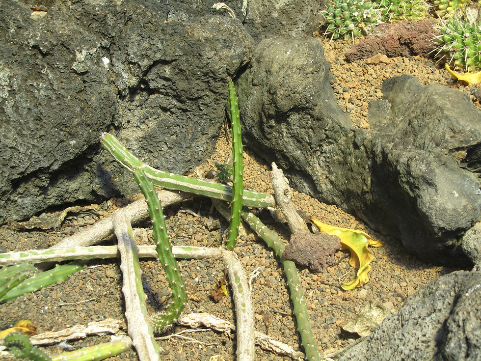 Selenicereus pteranthus f. macdonaldiae