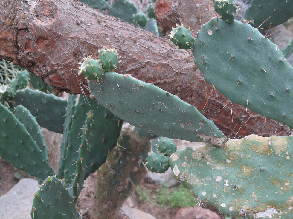 Opuntia elatior