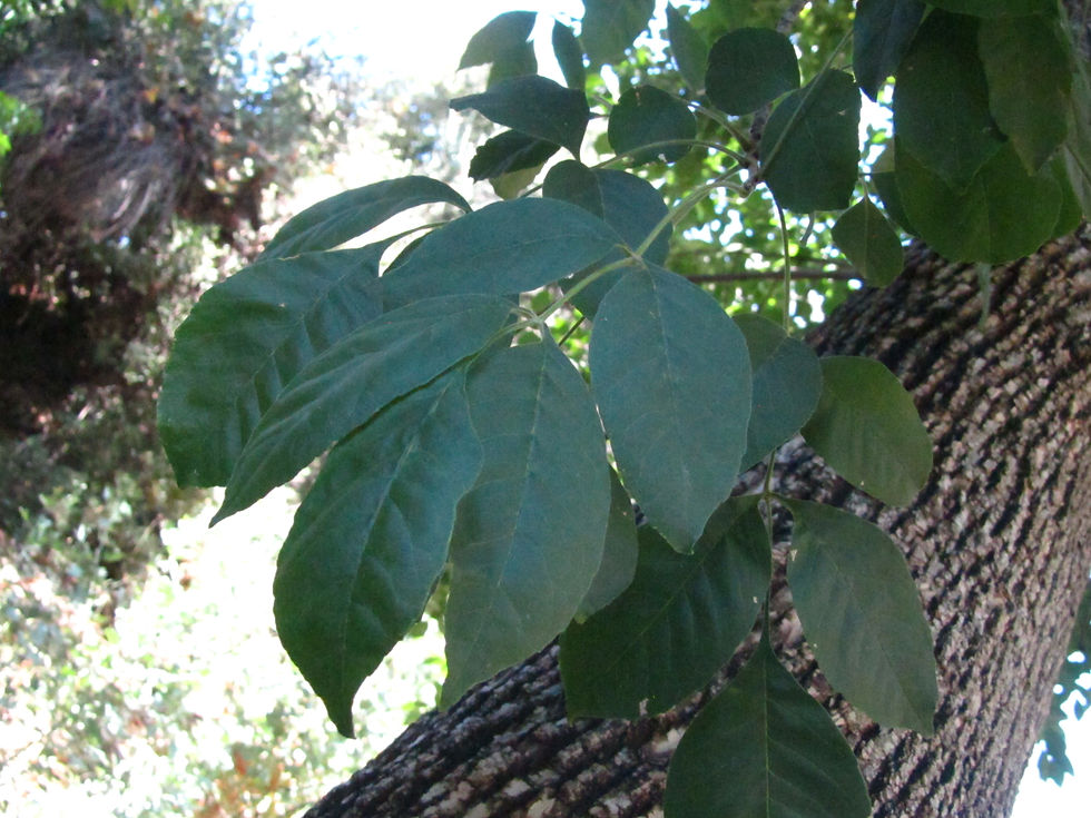 Fraxinus latifolia