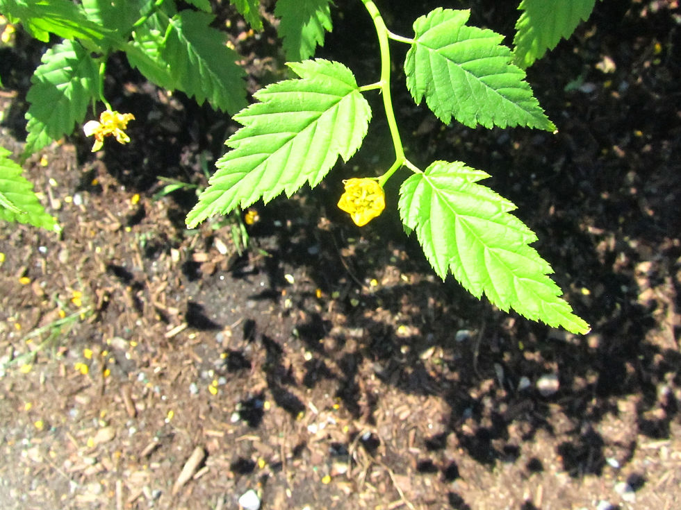 Kerria japonica 'Pleniflora'
