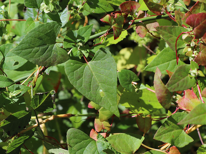IMG_2203 (Populus tremuloides).jpg