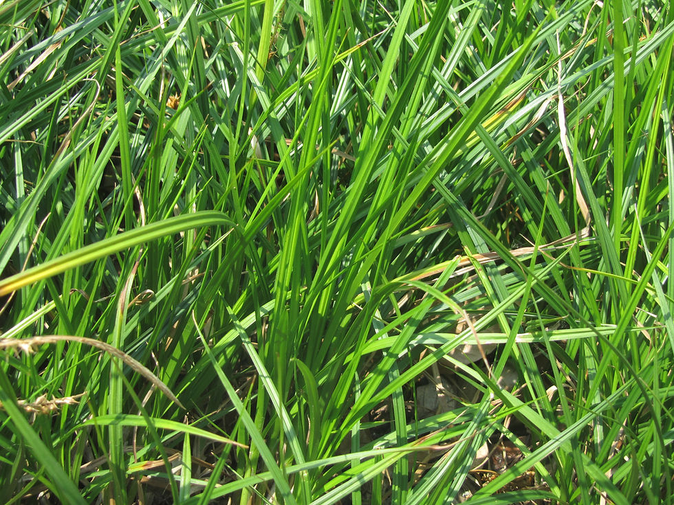 Carex vesicaria