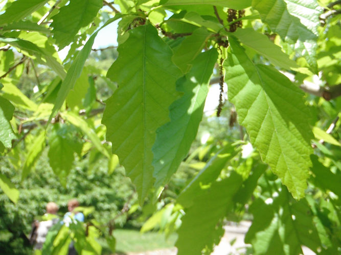 IMG_2203 (Populus tremuloides).jpg