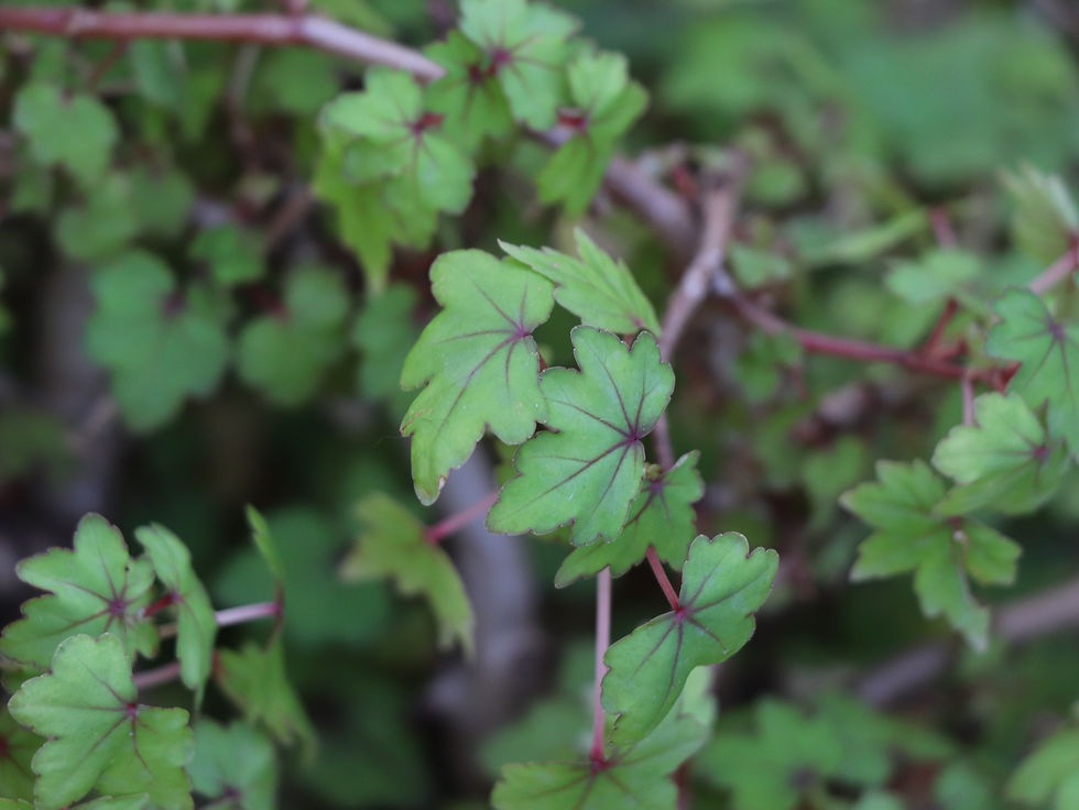 Begonia dregei