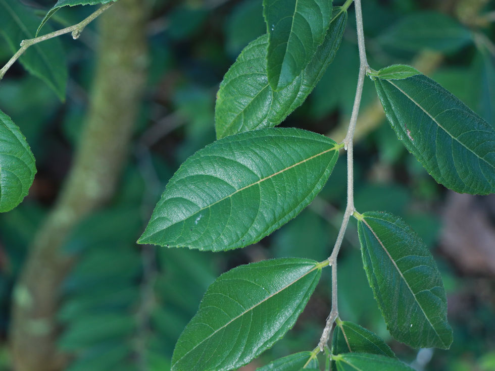 Banara vanderbiltii