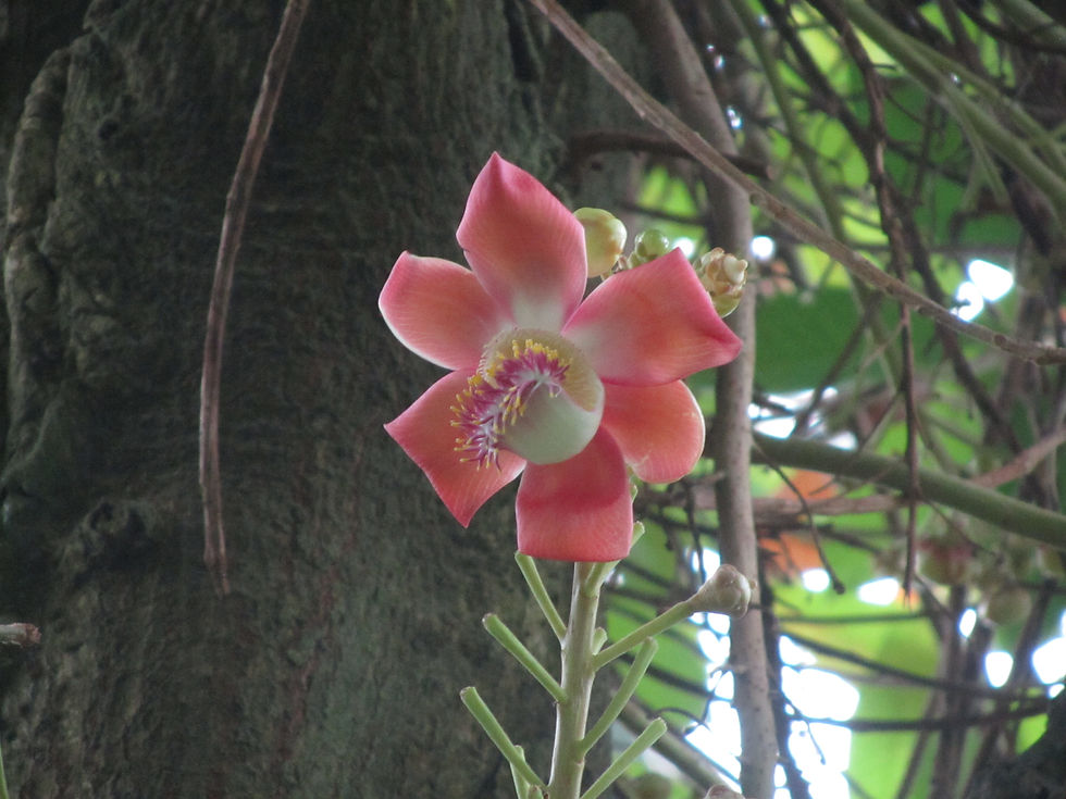 Couroupita guianensis
