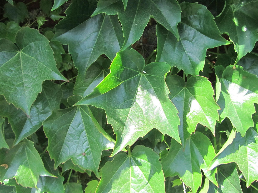 Parthenocissus tricuspidata