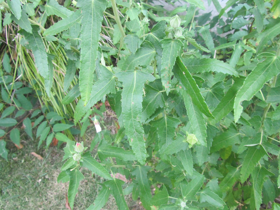 Pavonia hastata