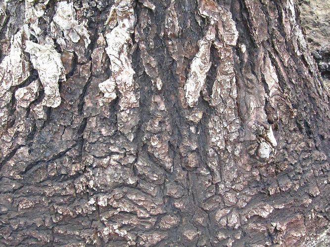 IMG_2203 (Populus tremuloides).jpg
