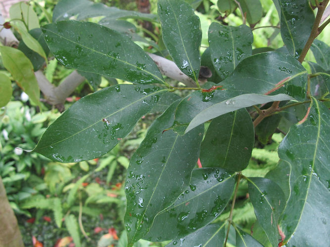 IMG_2203 (Populus tremuloides).jpg