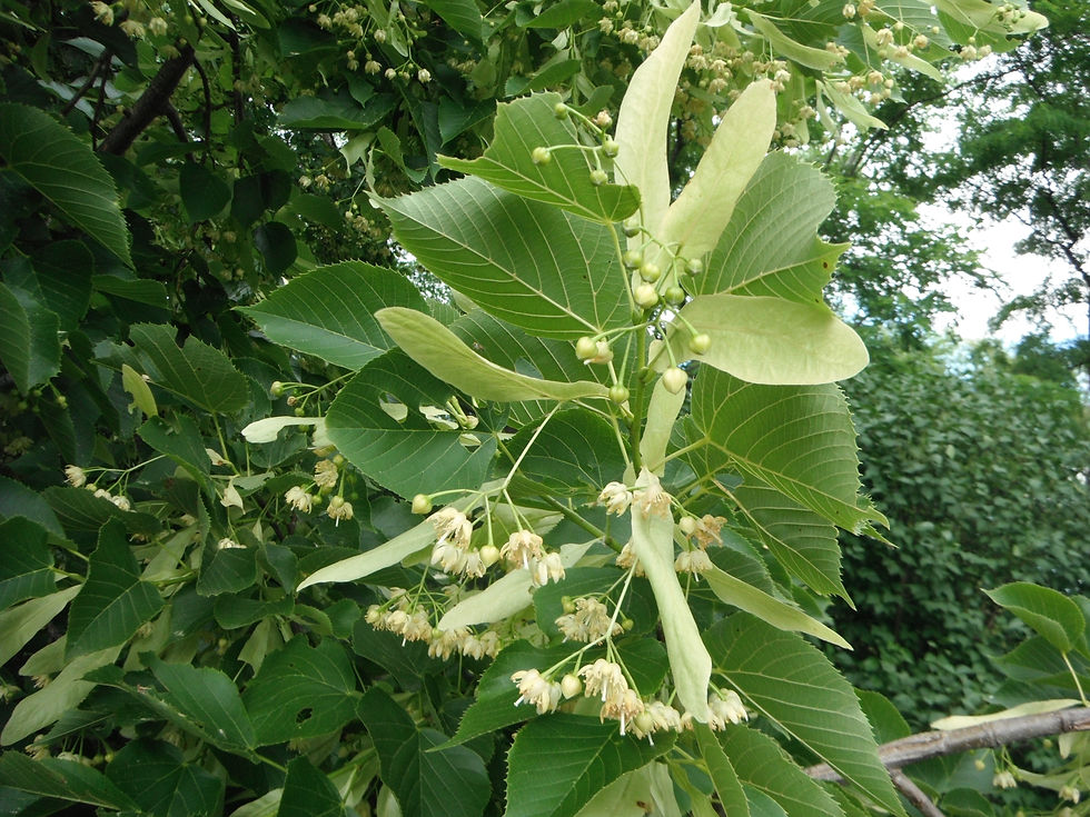 Tilia x europaea