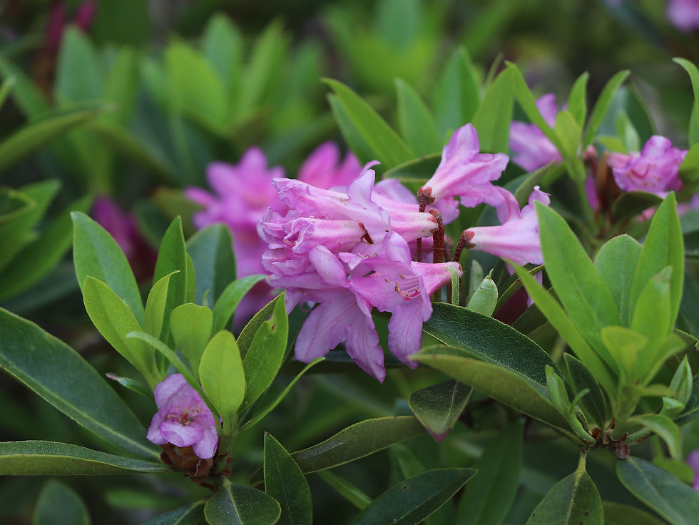 Rhododendron x laetevirens
