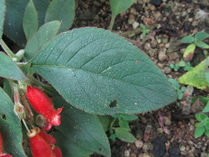 IMG_2203 (Populus tremuloides).jpg