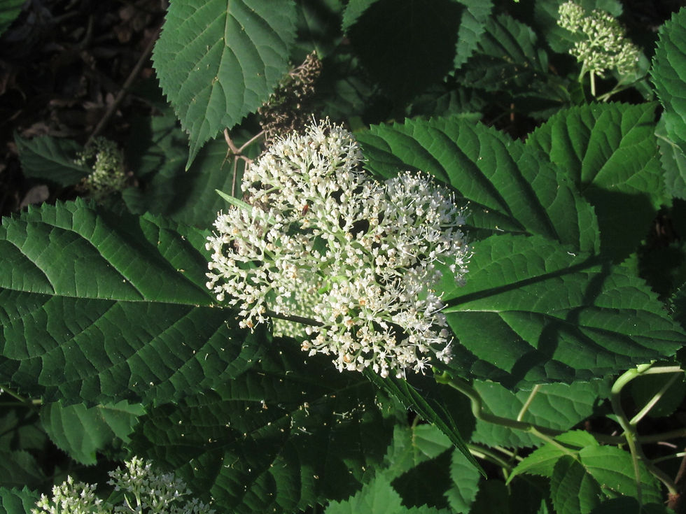 Hydrangea arborescens