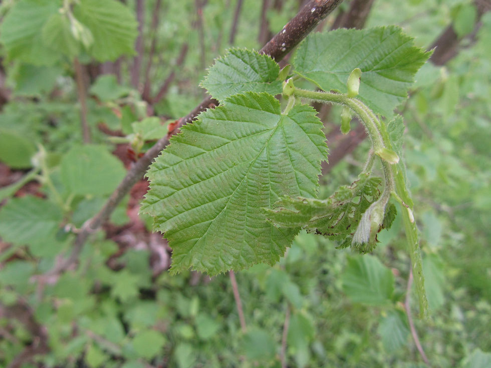 Corylus avellana