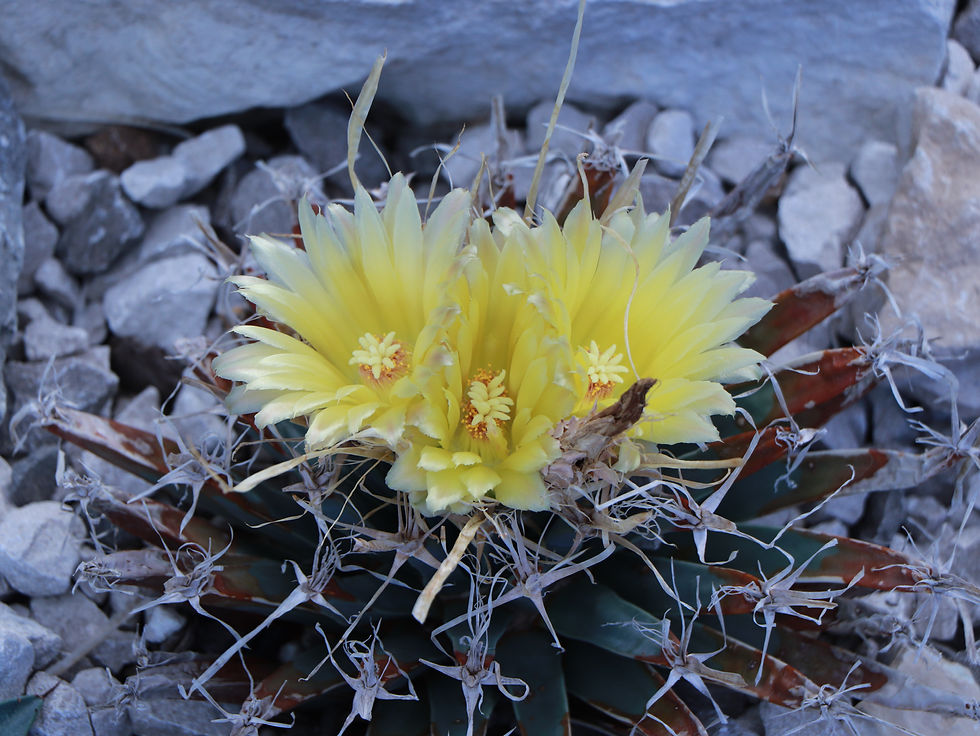 Leuchtenbergia principis