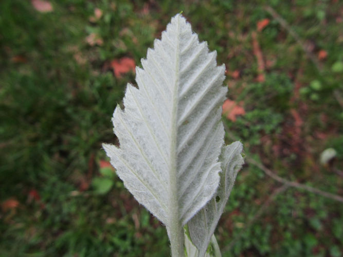 IMG_2203 (Populus tremuloides).jpg