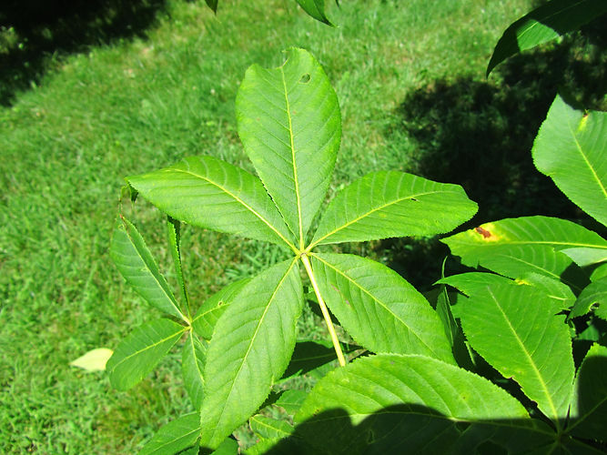 IMG_2203 (Populus tremuloides).jpg