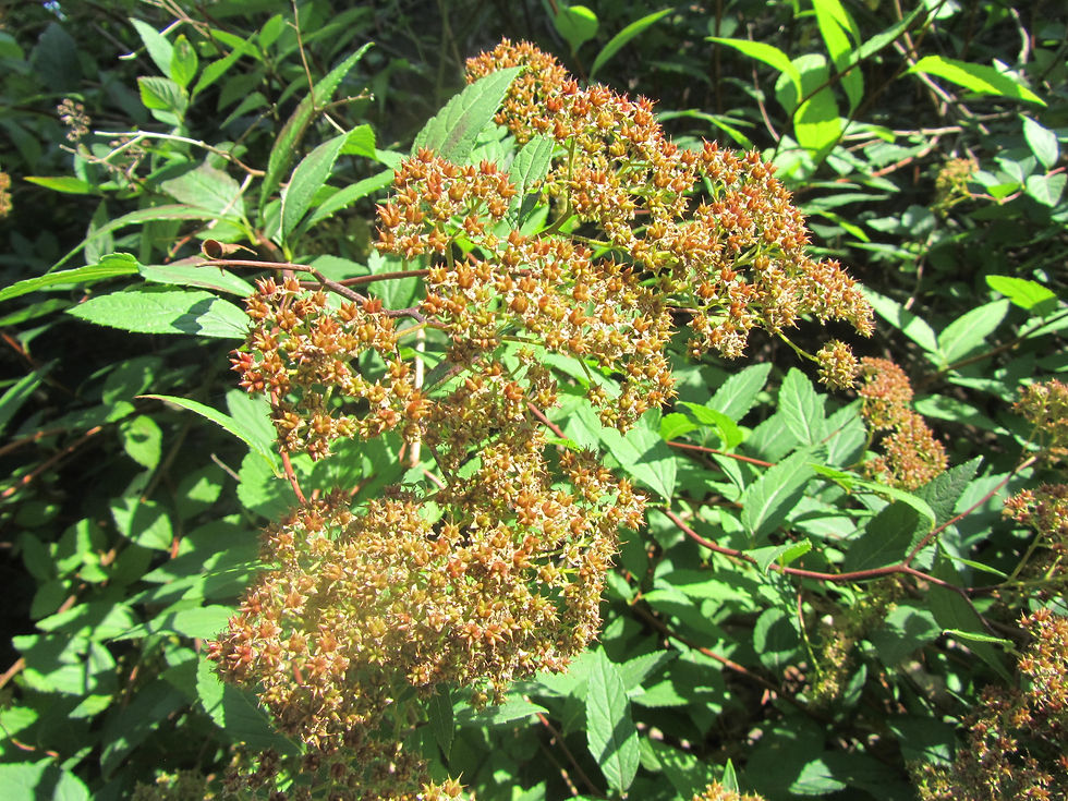 Spiraea japonica