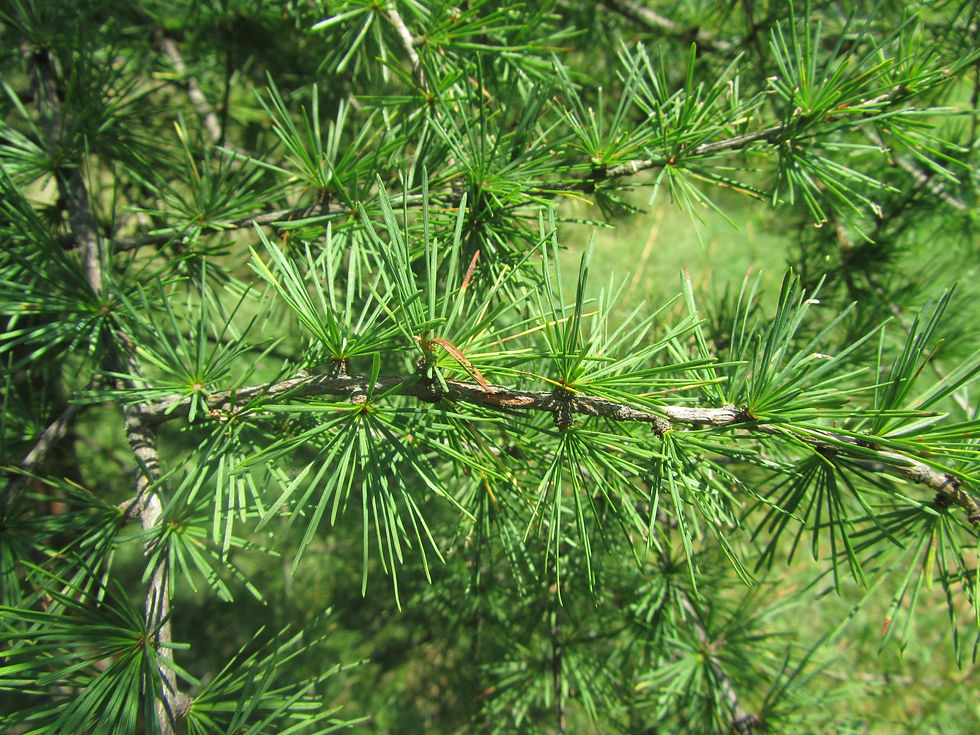 Larix occidentalis