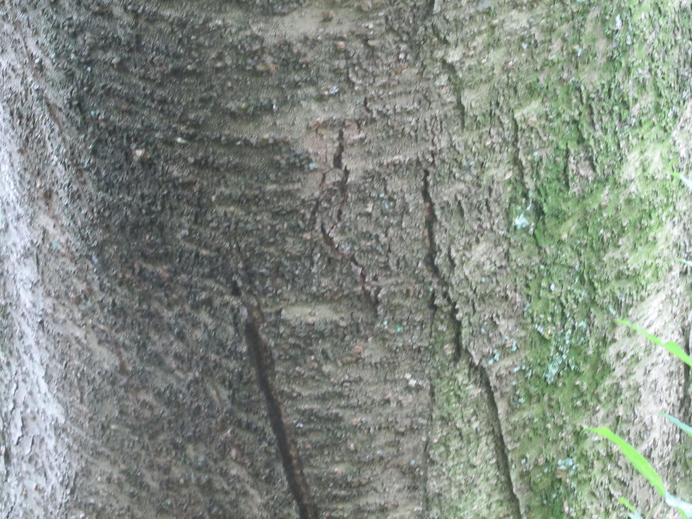 Prunus buergeriana