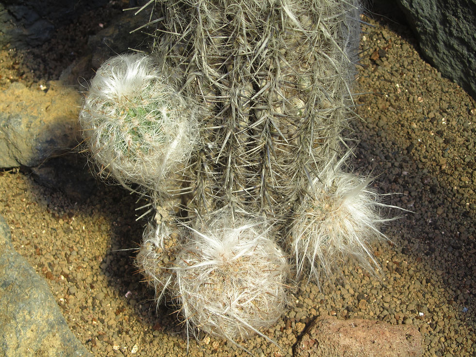 Oreocereus celsianus