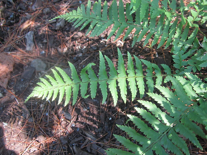 IMG_2203 (Populus tremuloides).jpg